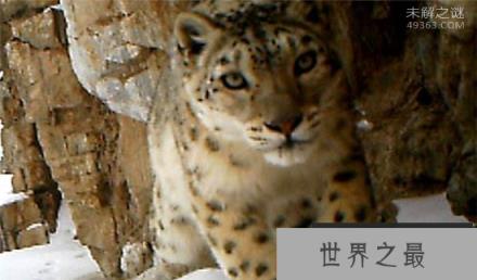 青海首次发现雪豹,雪豹幼崽雪中依偎