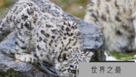 青海首次发现雪豹,雪豹幼崽雪中依偎