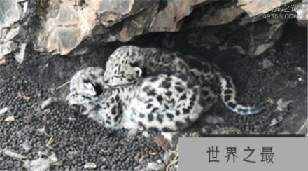 青海首次发现雪豹,雪豹幼崽雪中依偎