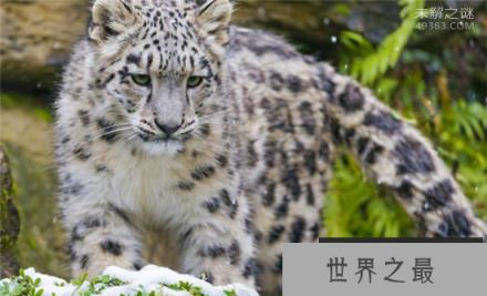 青海首次发现雪豹,雪豹幼崽雪中依偎