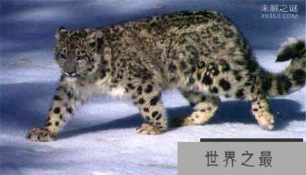 青海首次发现雪豹,雪豹幼崽雪中依偎