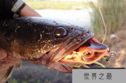 蛇头鱼可离水存活数天，盘点世界十大魔鬼鱼