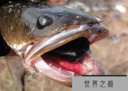 蛇头鱼可离水存活数天，盘点世界十大魔鬼鱼