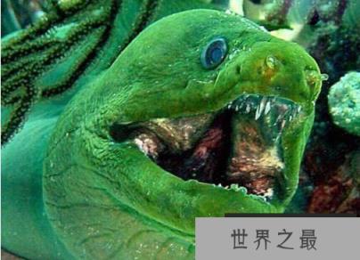 蛇头鱼可离水存活数天，盘点世界十大魔鬼鱼
