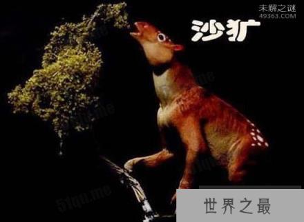 驴头狼,体长超1米 头部像驴 身子象狼