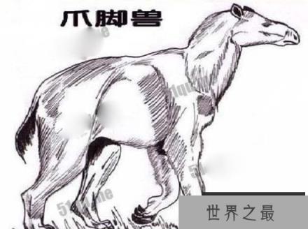 驴头狼,体长超1米 头部像驴 身子象狼