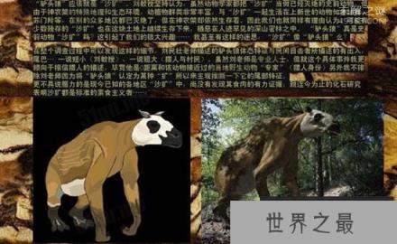 驴头狼,体长超1米 头部像驴 身子象狼