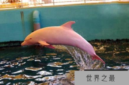 粉红瓶鼻海豚,全身粉红色的海豚(极为罕见)