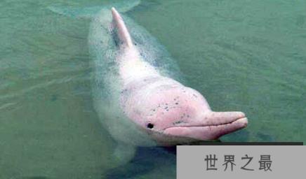 粉红瓶鼻海豚,全身粉红色的海豚(极为罕见)