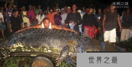 世界上最大的鳄鱼,菲律宾村落捕获一吨重的咸水鳄