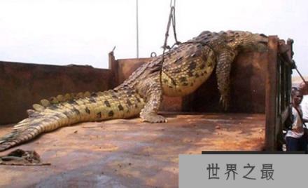 世界上最大的鳄鱼,菲律宾村落捕获一吨重的咸水鳄