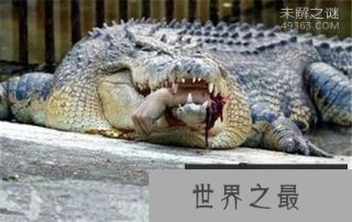 世界上最大的鳄鱼,菲律宾村落捕获一吨重的咸水鳄