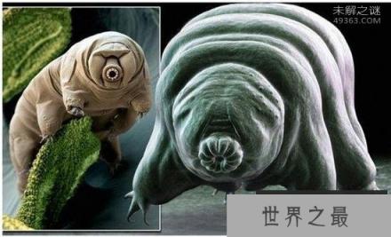水熊,地球上生命力最强的生物(零下270℃还能活)