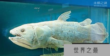 矛尾鱼，捕捞到世界上最珍稀的鱼（震动动物学界）
