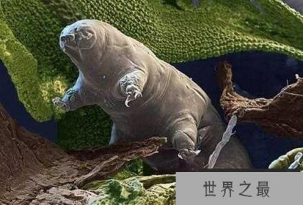 水熊,地球上生命力最强的生物(零下270℃还能活)