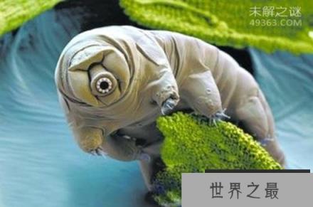 水熊,地球上生命力最强的生物(零下270℃还能活)