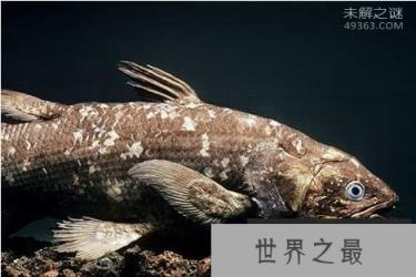 矛尾鱼，捕捞到世界上最珍稀的鱼（震动动物学界）