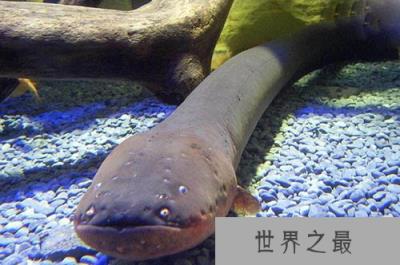 电鳗能电死人吗?输出的电压可达高达800伏