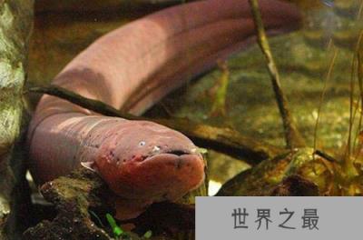 电鳗能电死人吗?输出的电压可达高达800伏