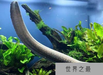 电鳗能电死人吗?输出的电压可达高达800伏