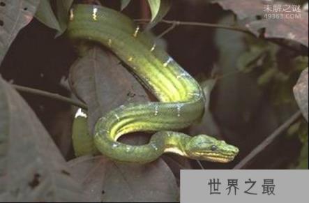 看家蛇,世界上都有那些神奇的蛇类