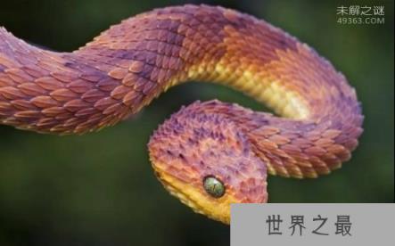 看家蛇,世界上都有那些神奇的蛇类