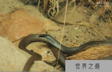 看家蛇,世界上都有那些神奇的蛇类