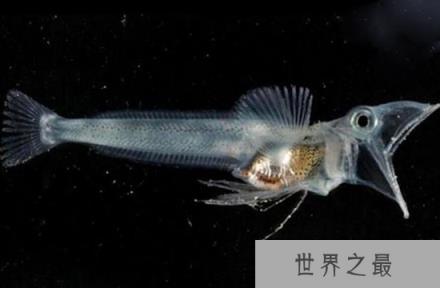 鳄冰鱼：皮肤内脏包括血液都是透明的