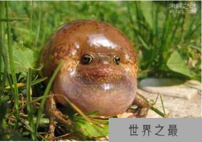 气蛤蟆，全身鼓起来和一个气球一样（不会破裂）