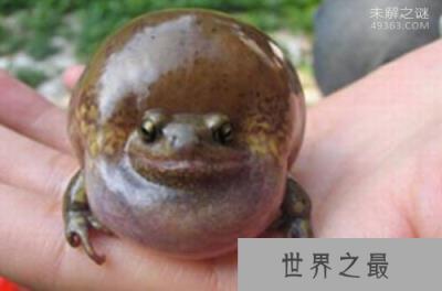 气蛤蟆，全身鼓起来和一个气球一样（不会破裂）