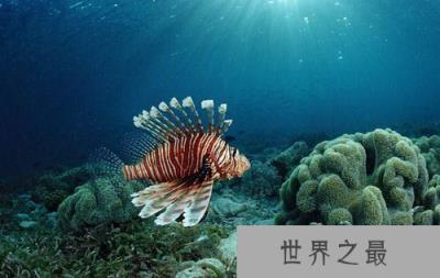 盘点十大靠阳光维持生长的动物 竟能够“吞食阳光”
