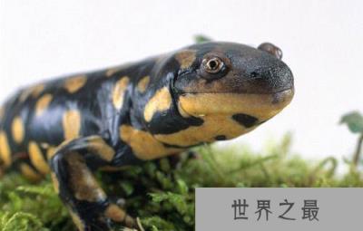 靠阳光维持生长的动物,竟能够“吞食阳光”