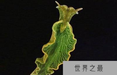 靠阳光维持生长的动物,竟能够“吞食阳光”
