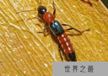 硫酸蚁该如何消灭：人被硫酸蚁咬后怎么处理?