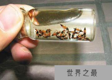 硫酸蚁该如何消灭：人被硫酸蚁咬后怎么处理?