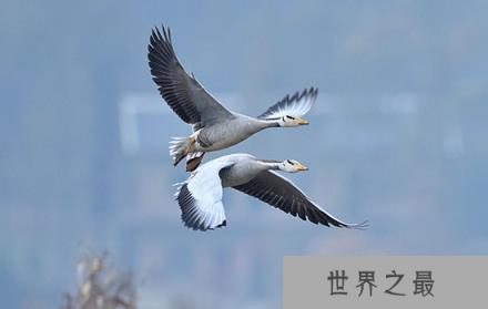 斑头雁,可在高度17680米的高空自由翱翔