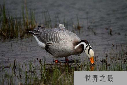 斑头雁,可在高度17680米的高空自由翱翔