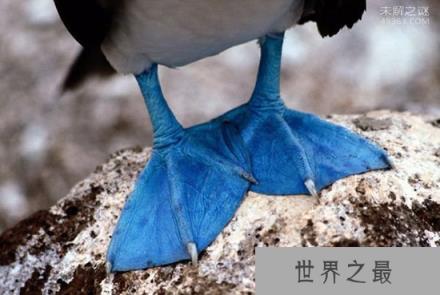 蓝脚鲣鸟：宛如动画走出的神奇精灵