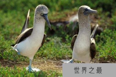 蓝脚鲣鸟：宛如动画走出的神奇精灵