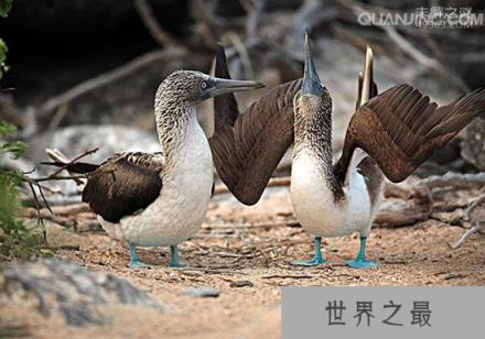 蓝脚鲣鸟：宛如动画走出的神奇精灵