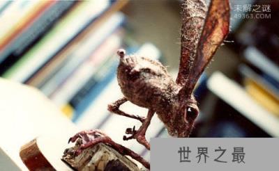 最神秘的鼻行动物,科学家共发现14科189种