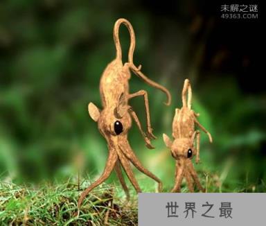 最神秘的鼻行动物,科学家共发现14科189种