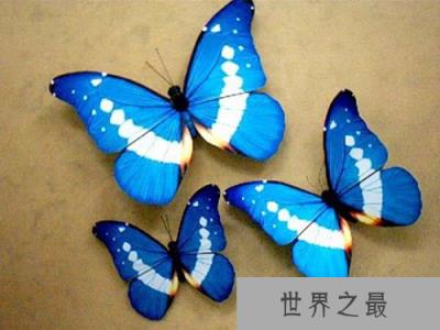 世界上最珍稀的蝴蝶 光明女神蝶在我国仅有3只