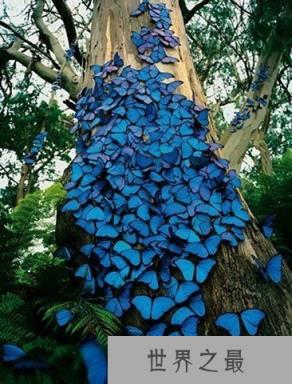 世界上最珍稀的蝴蝶 光明女神蝶在我国仅有3只