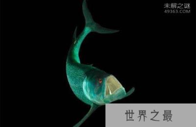 看完这十大史前深海怪物，深海恐惧症治不好了！