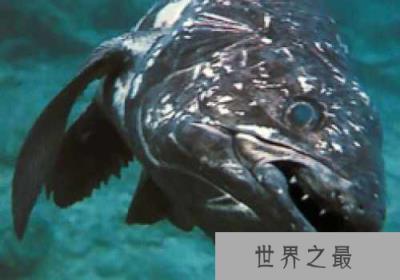 看完这十大史前深海怪物，深海恐惧症治不好了！