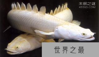 看完这十大史前深海怪物，深海恐惧症治不好了！