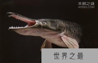 看完这十大史前深海怪物，深海恐惧症治不好了！