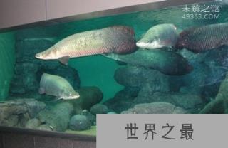 看完这十大史前深海怪物，深海恐惧症治不好了！