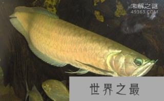 看完这十大史前深海怪物，深海恐惧症治不好了！